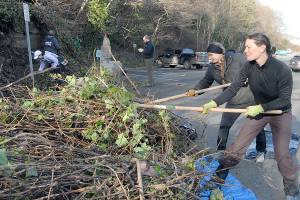 PHOTO: Volunteers tackle ivy in downtown Port Angeles