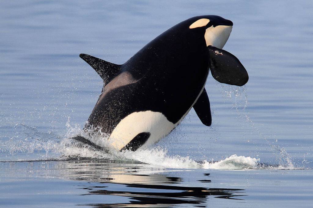 Bart Rulon captured this Southern Resident orca named Deadhead, or K27, breaching in Holmes Harbor last year. (Bart Rulon)
