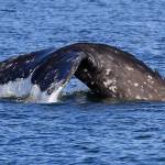 Flipping a fluke is one of the regular Sounders, a group of about one dozen gray whales that divert from their northern Pacific Ocean migration path to stop in Puget Sound for some needed nourishment and weeks-long feasting. (Bart Rulon)