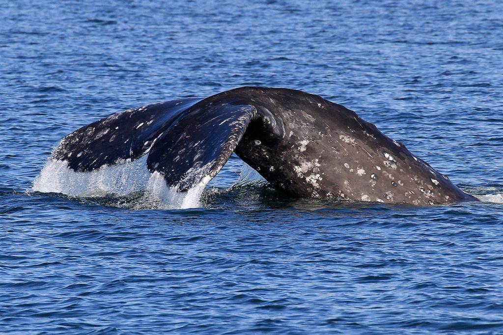 Flipping a fluke is one of the regular Sounders, a group of about one dozen gray whales that divert from their northern Pacific Ocean migration path to stop in Puget Sound for some needed nourishment and weeks-long feasting. (Bart Rulon)