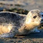 Baby harbor seal on shore. (Bart Rulon)