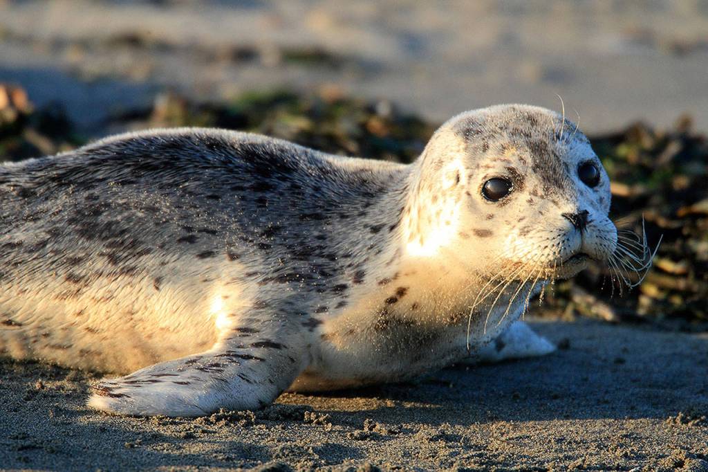 Baby harbor seal on shore. (Bart Rulon)