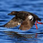 The pigeon guillemot, one of many bird species often spotted during whale watching tours. (Bart Rulon)