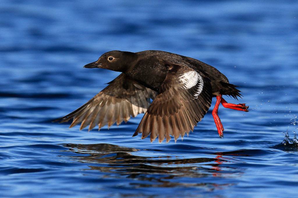 The pigeon guillemot, one of many bird species often spotted during whale watching tours. (Bart Rulon)
