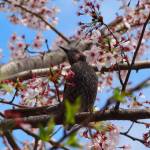 A brown-eared bulbul (Hypsipetes amaurotis) is seen in the gardens of Tenryuji Temple, Arashimaya, Kyoto, a World Cultural Heritage Site. (Wendy Feltham)
