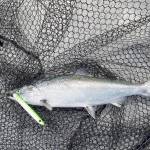 Eric Thomsen Scraped gill plates on this blackmouth chinook caught in 150 to 180 feet of water off Port Angeles likely signify an abundance of burrowing candlefish in area waters.