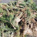 A GROWING CONCERN: Attack of the killer tent caterpillars