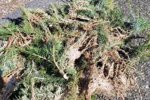 A GROWING CONCERN: Attack of the killer tent caterpillars