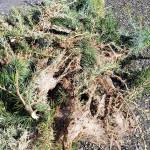 Western tent caterpillars were already devouring a gorgeous deodara earlier this month in Diamond Point. (Andrew May)