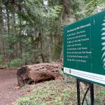 A short poem by Shel Silverstein is posted along The Living Forest trail near the Olympic National Park Visitor Center in Port Angeles as part of the sixth season of Poetry Walks. (Keith Thorpe/Peninsula Daily News)