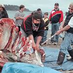 US proposes plan for Makah Tribe to resume whale hunts