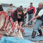 Makah tribal members butcher a gray whale after it was harpooned and towed ashore in Neah Bay in this May 1999 file photo. (Peninsula Daily News)