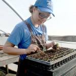 Naomi Neal of Red Dog Farm in Chimacum carefully plants parsley starts inside one of the greenhouses Thursday morning. The farm grows about 150 varieties of plant starts; many will be available when the Port Townsend Farmers Market opens for the season at 9 a.m. Saturday in Uptown on Tyler Street. (Brian McLean/Peninsula Daily News)