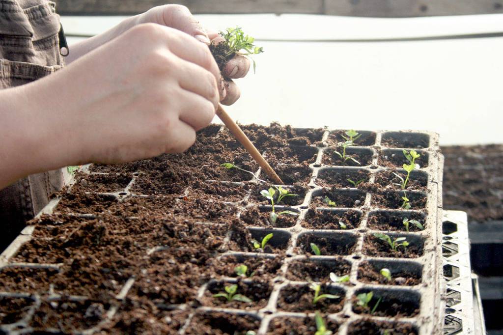 Naomi Neal of Red Dog Farm in Chimacum uses a pencil to create a space for the parsley start to be planted on Thursday morning. Red Dog Farm will be one of many vendors at the Port Townsend Farmers Market, which opens Saturday at 9 a.m. in Uptown on Tyler Street.