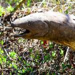 Call to artists: Contribute to Webster’s Woods