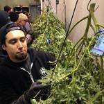Oregon lawmakers move to prepare for interstate pot commerce