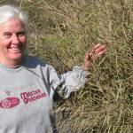 Master gardener to speak about ornamental grasses