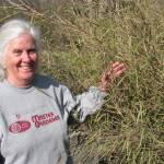 Veteran Master Gardener Janet Oja will discuss bamboo, grasses and sedges at noon today in the county commissioners meeting room of the Clallam County Courthouse. (Amanda Rosenberg)