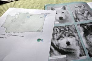 Washington wolf census finds more packs, breeding pairs