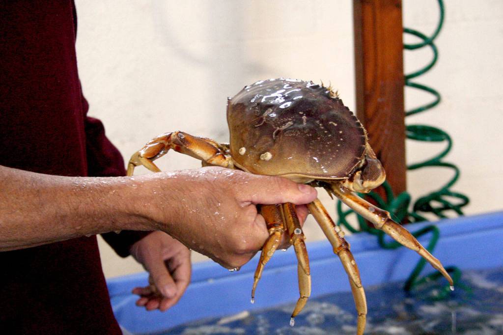 New Day Fisheries of Port Townsend distributes more than 1 million pounds of seafood per year, including Dungeness crab. Owner Scott Kimmel recently signed a 30-year lease with the Port of Port Townsend to continue to operate at his facility off Washington Street. (Brian McLean/Peninsula Daily News)