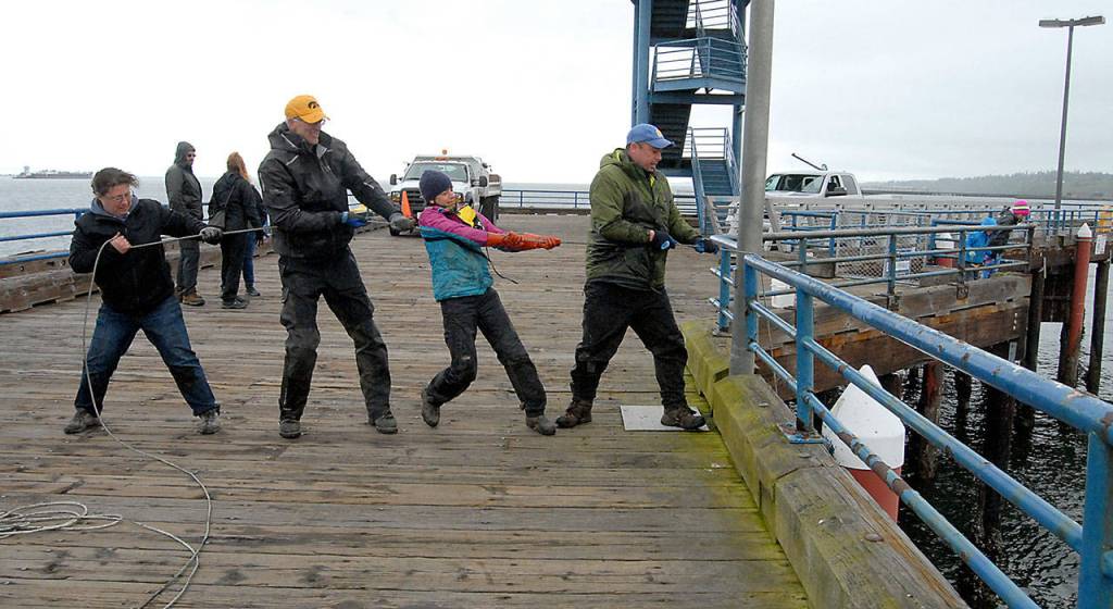 A cleanup crew consisting of, from left, Tamara Galvan, facilities director of Feiro Marine Life Center, and Lower Elwha Klallam tribal fisheries specialists Dave Manson, Sara Cendejas-Zarelli and Michael Sheldon attempt to pull heavy debris from the harbor floor beneath Port Angeles City Pier on Tuesday. (Keith Thorpe/Peninsula Daily News)
