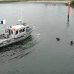 Divers float in Port Angeles Harbor at Port Angeles City Pier as a dive boat provides support during Tuesdays efforts to pull submerged debris from the water. (Keith Thorpe/Peninsula Daily News)