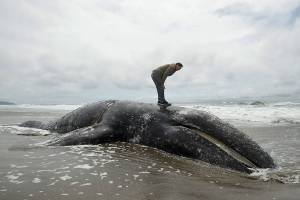Gray whales washing up dead in larger numbers on Northwest beaches