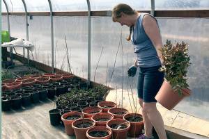 Master Gardeners of Clallam County to hold garden sale Saturday