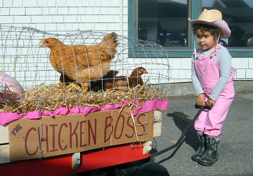 Indira Reichner, 3, of Sequim prepares to pull a wagon carrying chickens in the Kiddie Parade. The youngster took first place in the parades pets category. (Keith Thorpe/Peninsula Daily News)