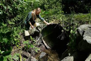 State budget scrimps on replacing salmon-blocking culverts