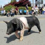 A pig named 8-ball marches down Washington Street in Sequim during Saturdays Irrigation Festival Grand Parade. The porcine parade entry, which rapidly became a crowd favorite, was part of an entry for Pampered Pork show pigs and homegrown pork. (Keith Thorpe/Peninsula Daily News)