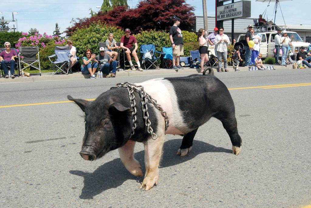 A pig named 8-ball marches down Washington Street in Sequim during Saturdays Irrigation Festival Grand Parade. The porcine parade entry, which rapidly became a crowd favorite, was part of an entry for Pampered Pork show pigs and homegrown pork. (Keith Thorpe/Peninsula Daily News)