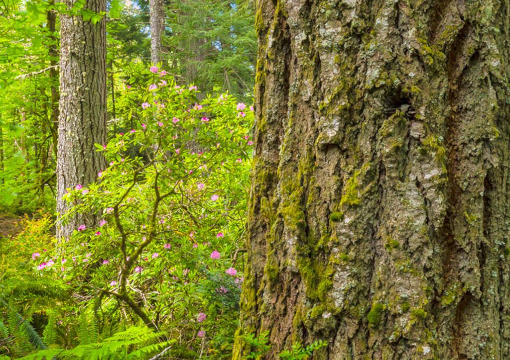Lemonds Forest, a rare example of a globally imperiled type of old forest, will be preserved as part of the Dabob Bay Natural Area. (Keith Lazelle Nature Photography)