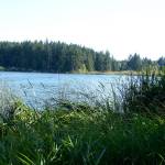 In 2008, Anderson Lake in Chimacum set a worldwide record for the highest levels of anatoxin-a ever recorded, hitting 172,640 micrograms per liter. (Peninsula Daily News file)