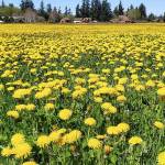 Dandelions bloom in an open field in Agnew. (Andrew May)