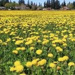 A GROWING CONCERN: An homage to the humble dandelion