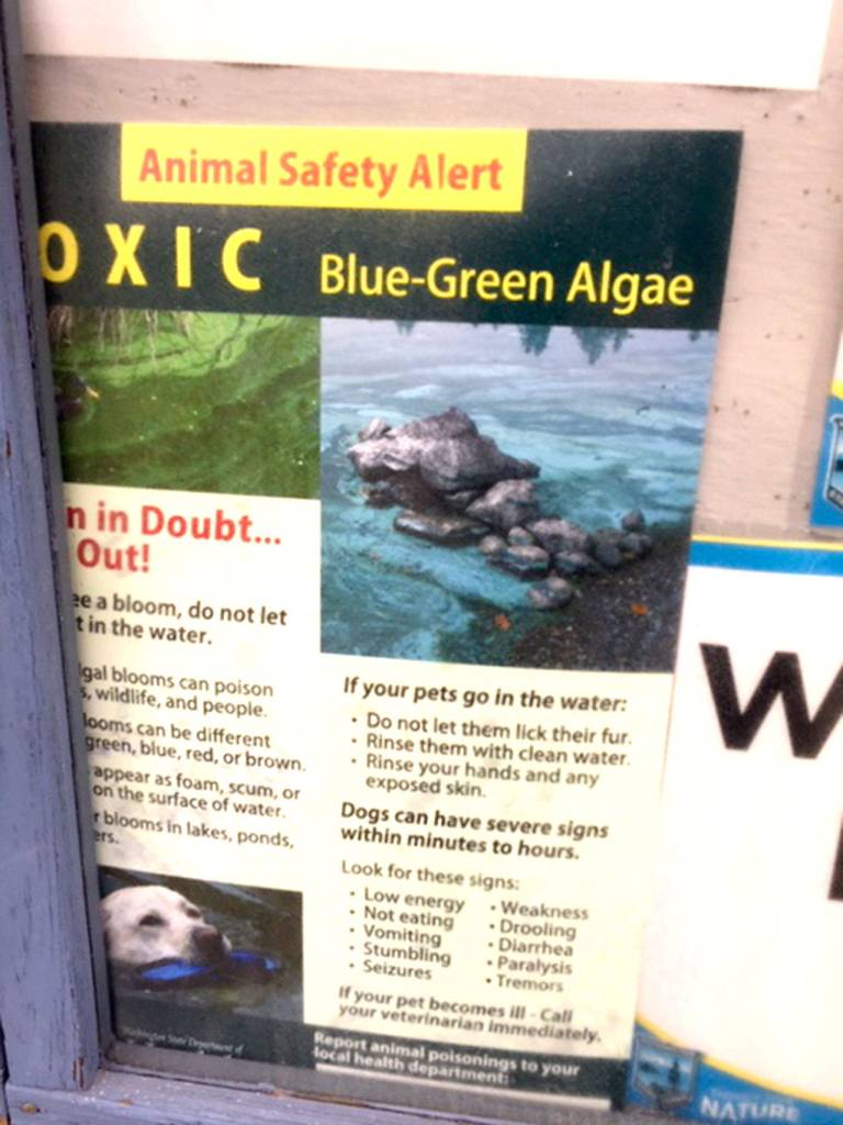 This sign about the algaes danger to animals is posted on the park informational board. (Washington State Parks)