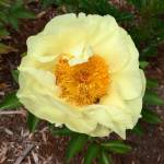 A butter yellow peony, shown here, is one type of flowers participants can expect to see at the Sequim Botanical Garden Society Work to Learn Party on Saturday. (Renne Emiko Brock)