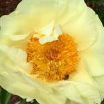 ‘Work to Learn’ party will show how to care for peonies