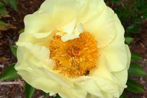 ‘Work to Learn’ party will show how to care for peonies