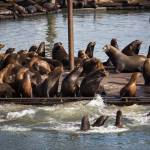 Protected sea lions causing trouble at Northwest ports