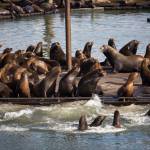 Seals and California sea lions gather on the docks of the East End Mooring Basin in Astoria, Ore., in June 2015. (Joshua Bessex/Daily Astorian via AP)