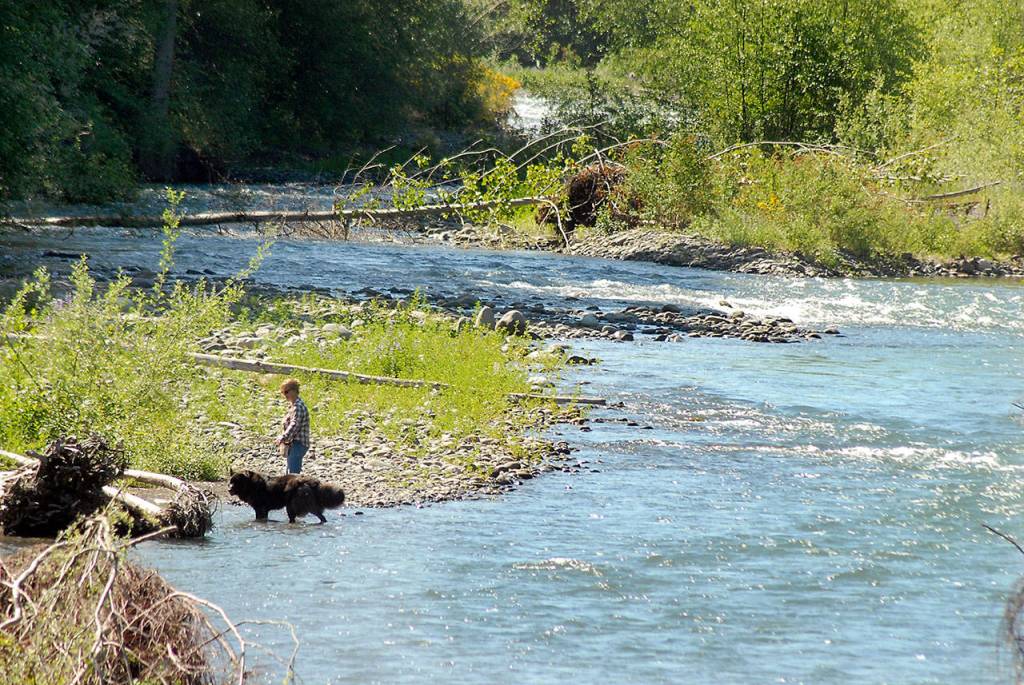 Barb Giles of Sequim and her dog, Rock, wade along the banks of the Dungeness River near Railroad Bridge Park in Sequim on Thursday. (Keith Thorpe/Peninsula Daily News)