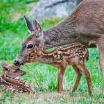 PHOTO: Congratulations to new mom in Port Townsend