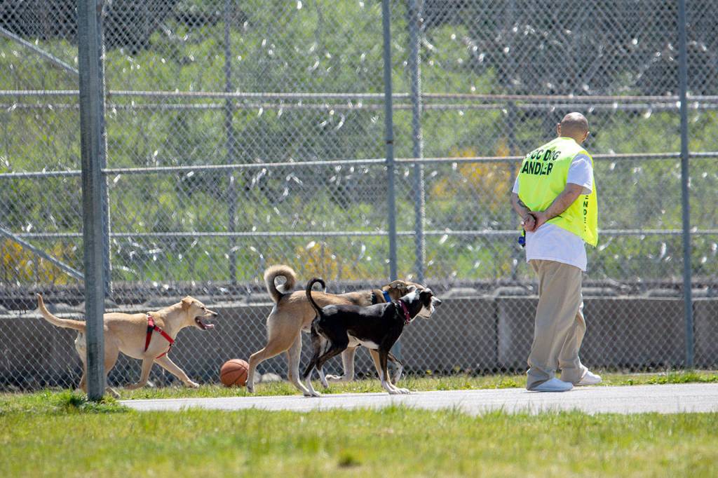 Three dogs walk behind an inmate at Clallam Bay Corrections Center. (Jesse Major/Peninsula Daily News)