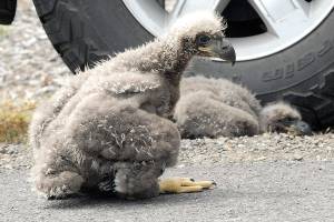 Baby eagles replaced in nest and watched over by neighbors