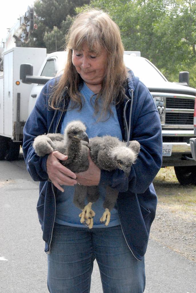 Retired Northwest Raptor Center director Jaye Moore holds a pair of eaglets before they were returned their to their nest in Sequim on Thursday. (Keith Thorpe/Peninsula Daily News)