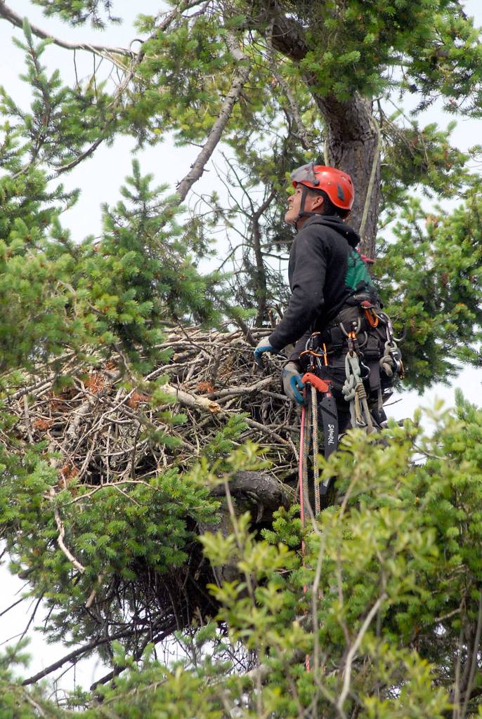 Casey Balch of Pacific Northwest Tree Service stands next to an empty eagles aerie after using ropes and climbing gear to scale a tree on the edge of a bluff overlooking Dungeness Bay. (Keith Thorpe/Peninsula Daily News)