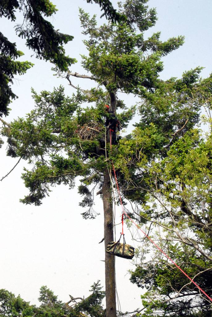 A duffle bag containing a pair of displaced eaglets is hoisted by rope to Casey Balch of Pacific Northwest Tree Service, stationed near the nest. (Keith Thorpe/Peninsula Daily News)
