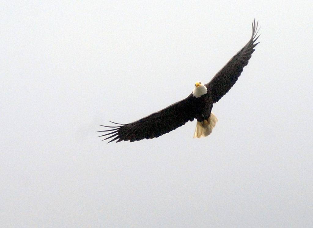 A parent eagle circles around the area where two eaglets were returned to their nest overlooking Dungeness Bay on Thursday. (Keith Thorpe/Peninsula Daily News)